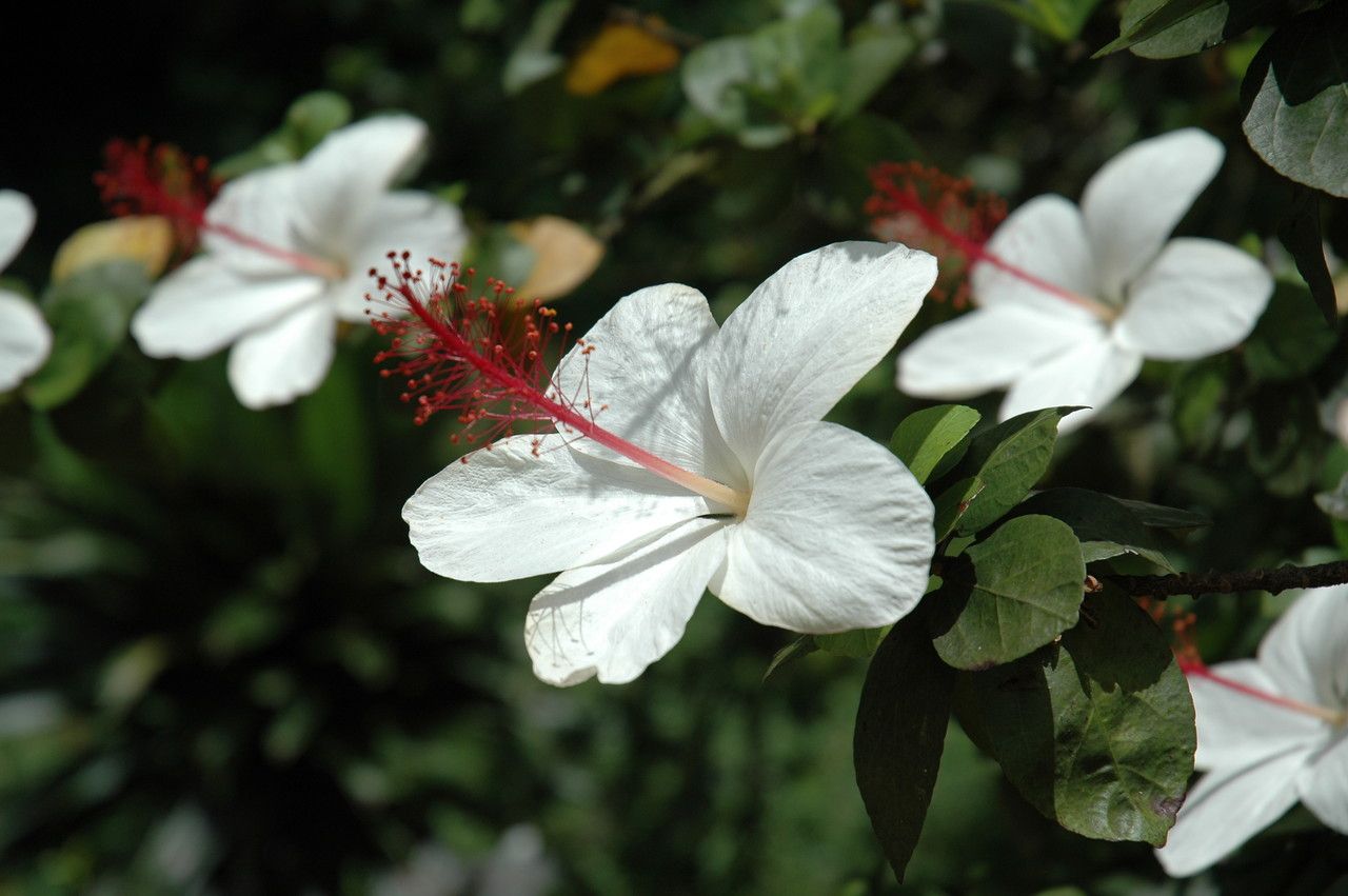 Hibiscus arnottianus flower