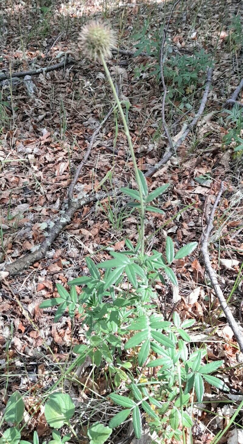 Acaena argentea habit