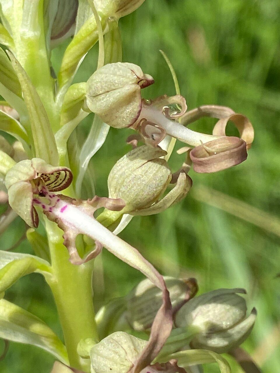 Himantoglossum hircinum flower