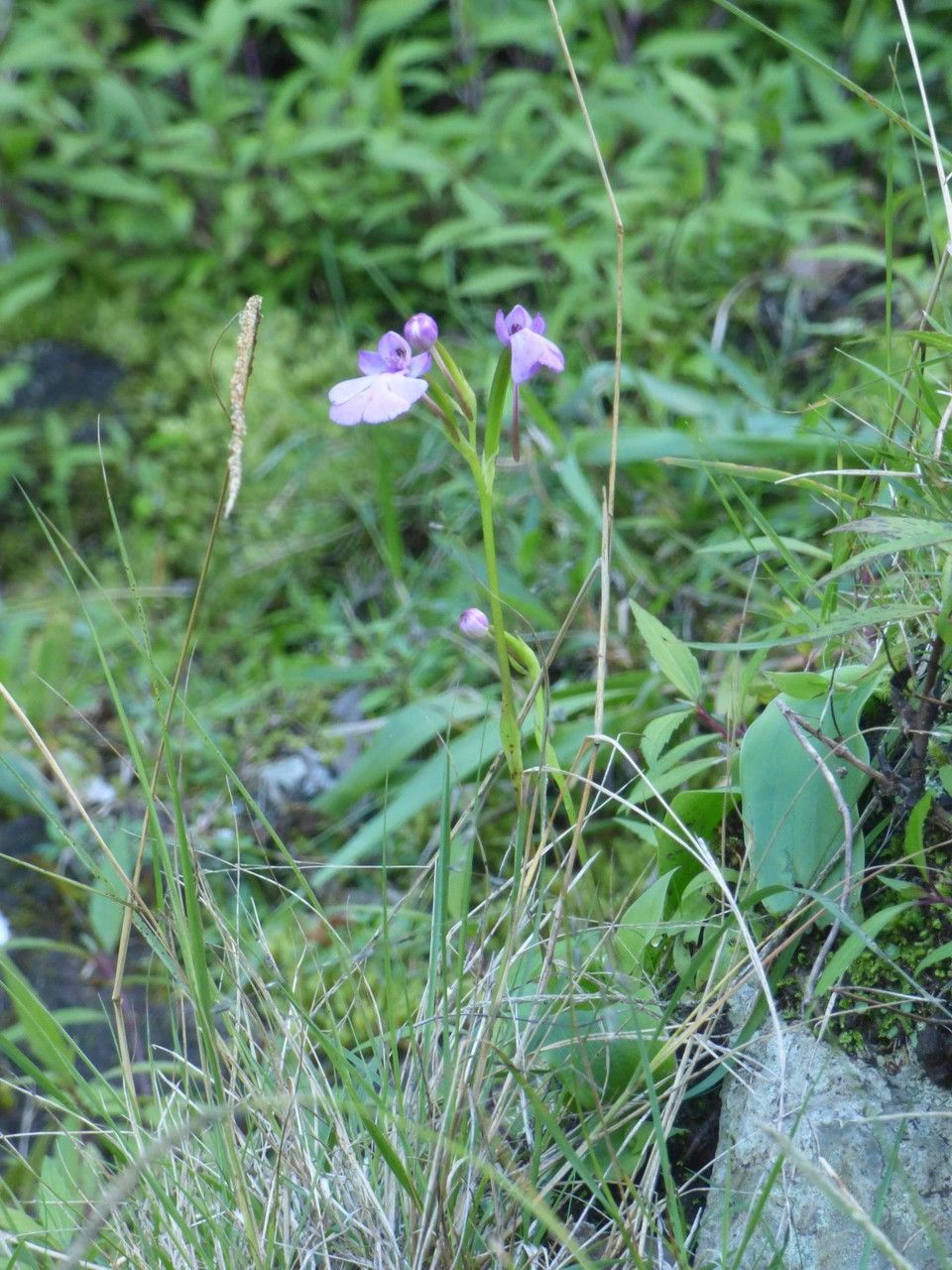 Cynorkis purpurascens habit