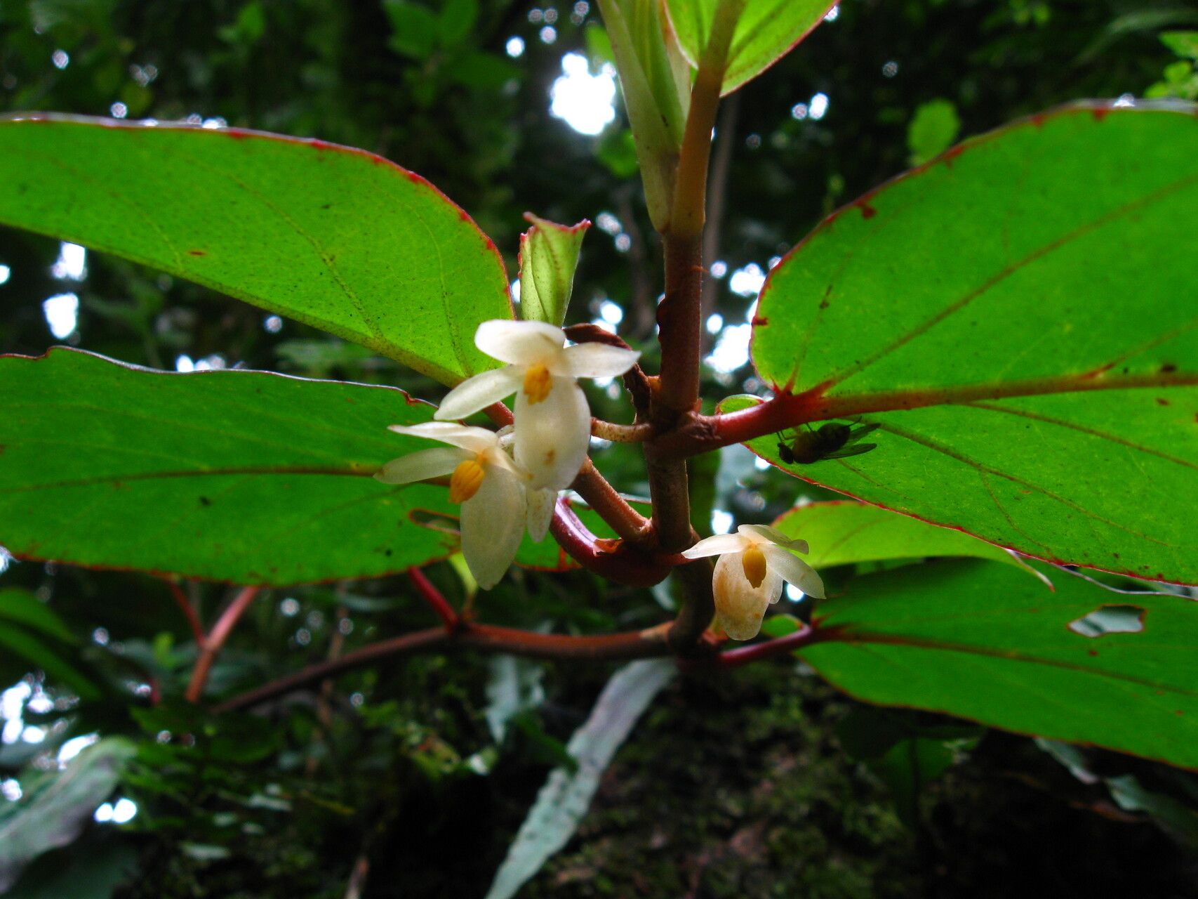 Begonia oxyanthera flower