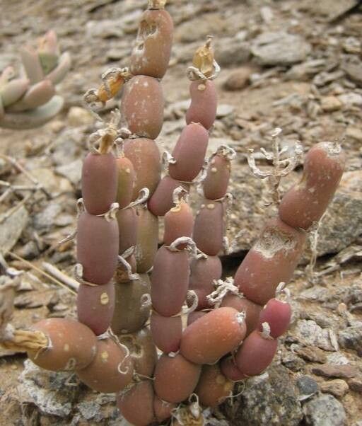 Mesembryanthemum nucifer — search result for 'Mesembryanthemum'