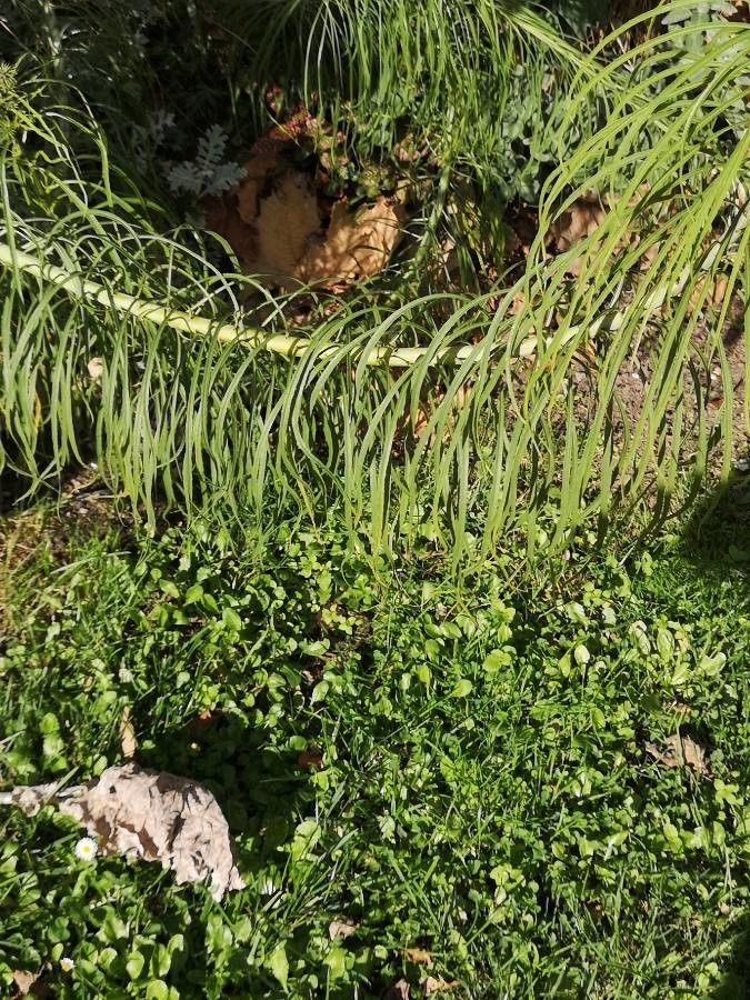 Thelesperma filifolium — houseplant care guide