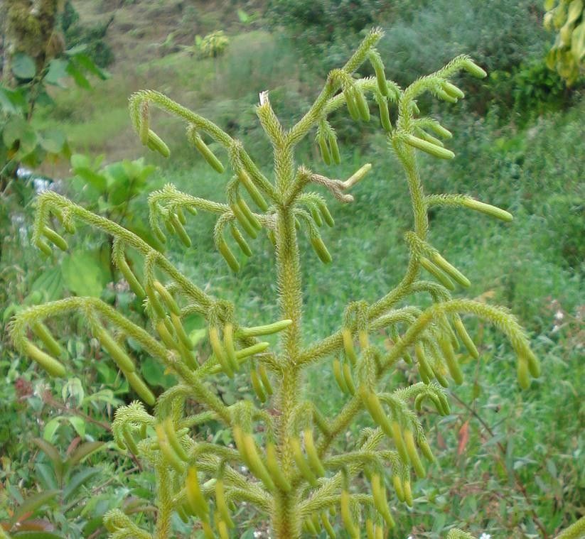 Lycopodiella glaucescens — related species from the same genus