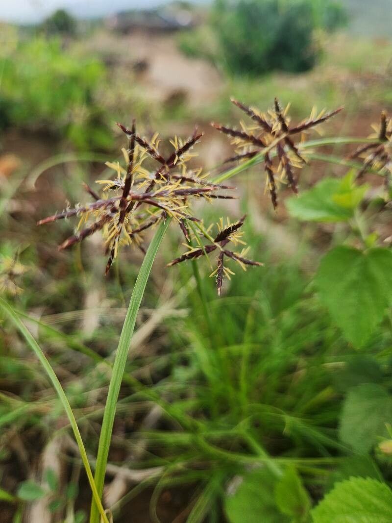 Cyperus amauropus flower