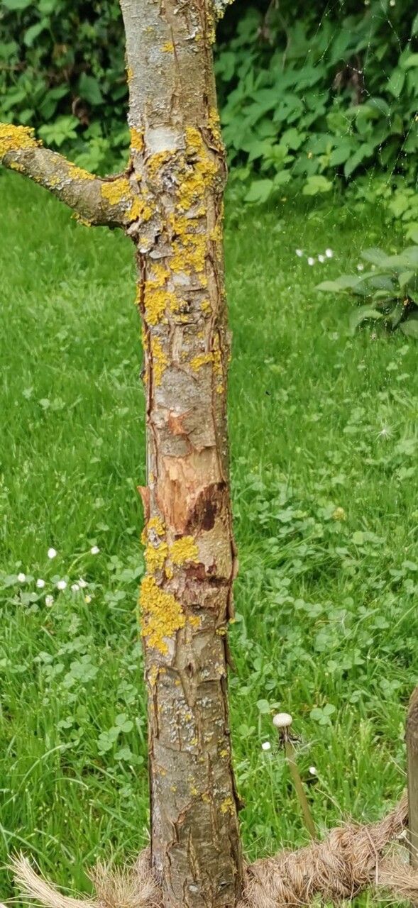 Quercus sinuata bark