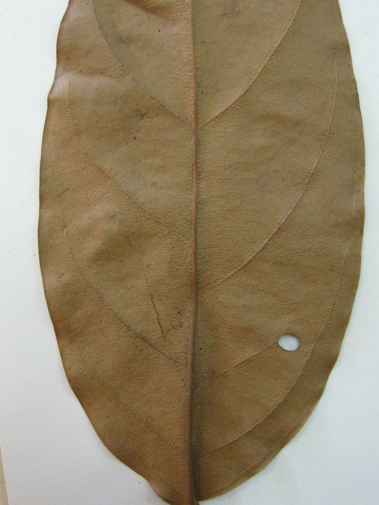 Caraipa richardiana — houseplant care guide