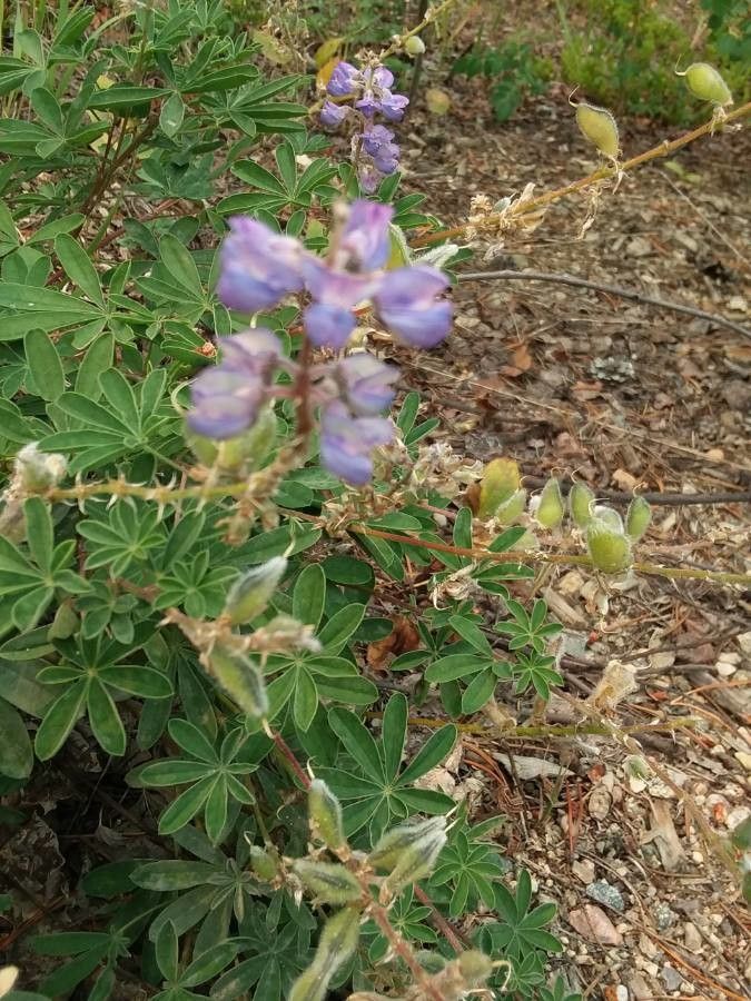 Lupinus formosus flower