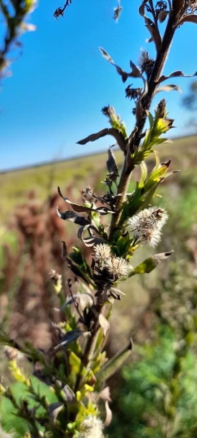 Solidago chilensis fruit