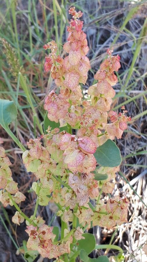 Rumex vesicarius fruit