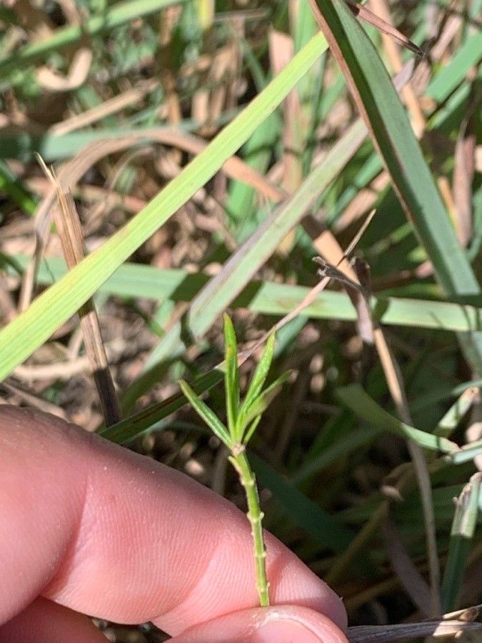Agalinis aspera — related species from the same genus