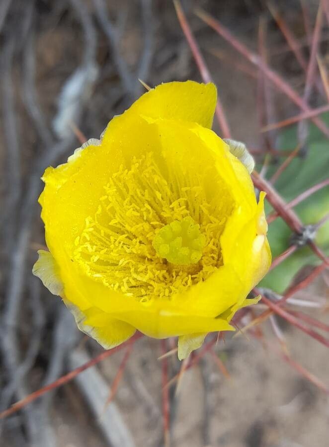 Opuntia sulphurea flower