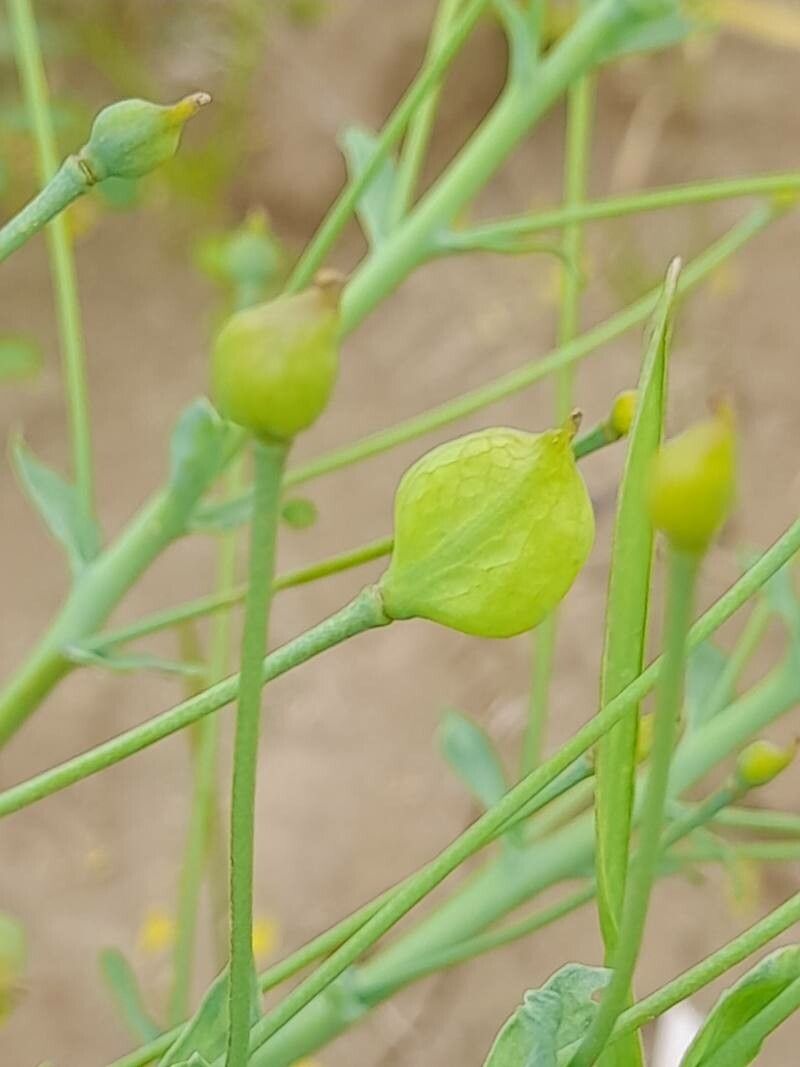 Leontice leontopetalum fruit