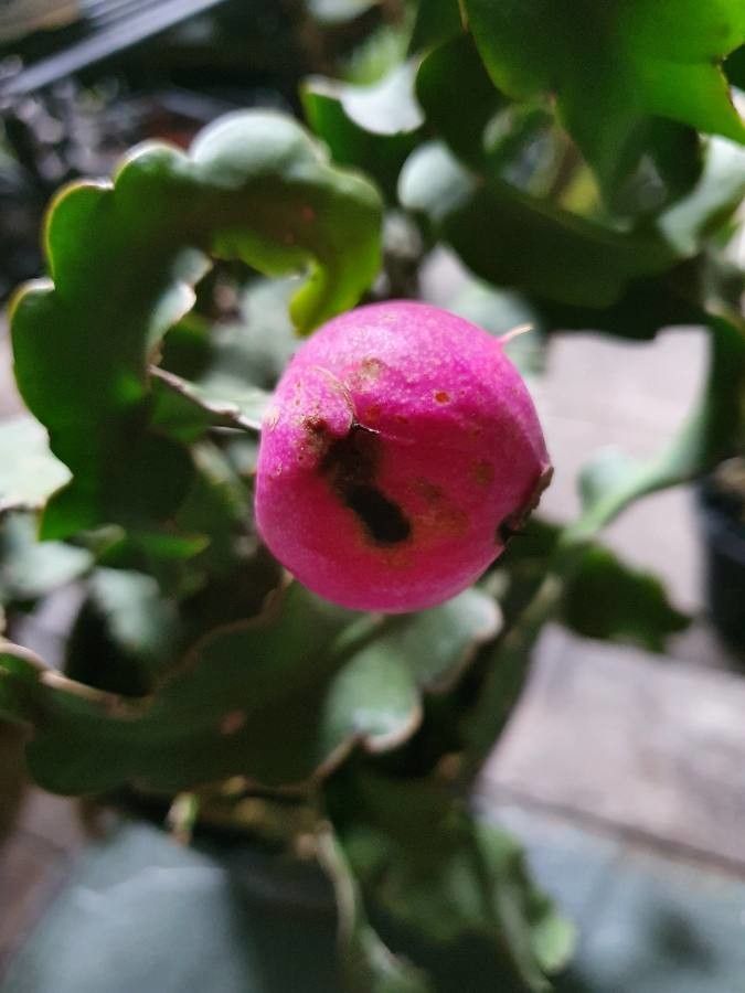 Epiphyllum hookeri fruit
