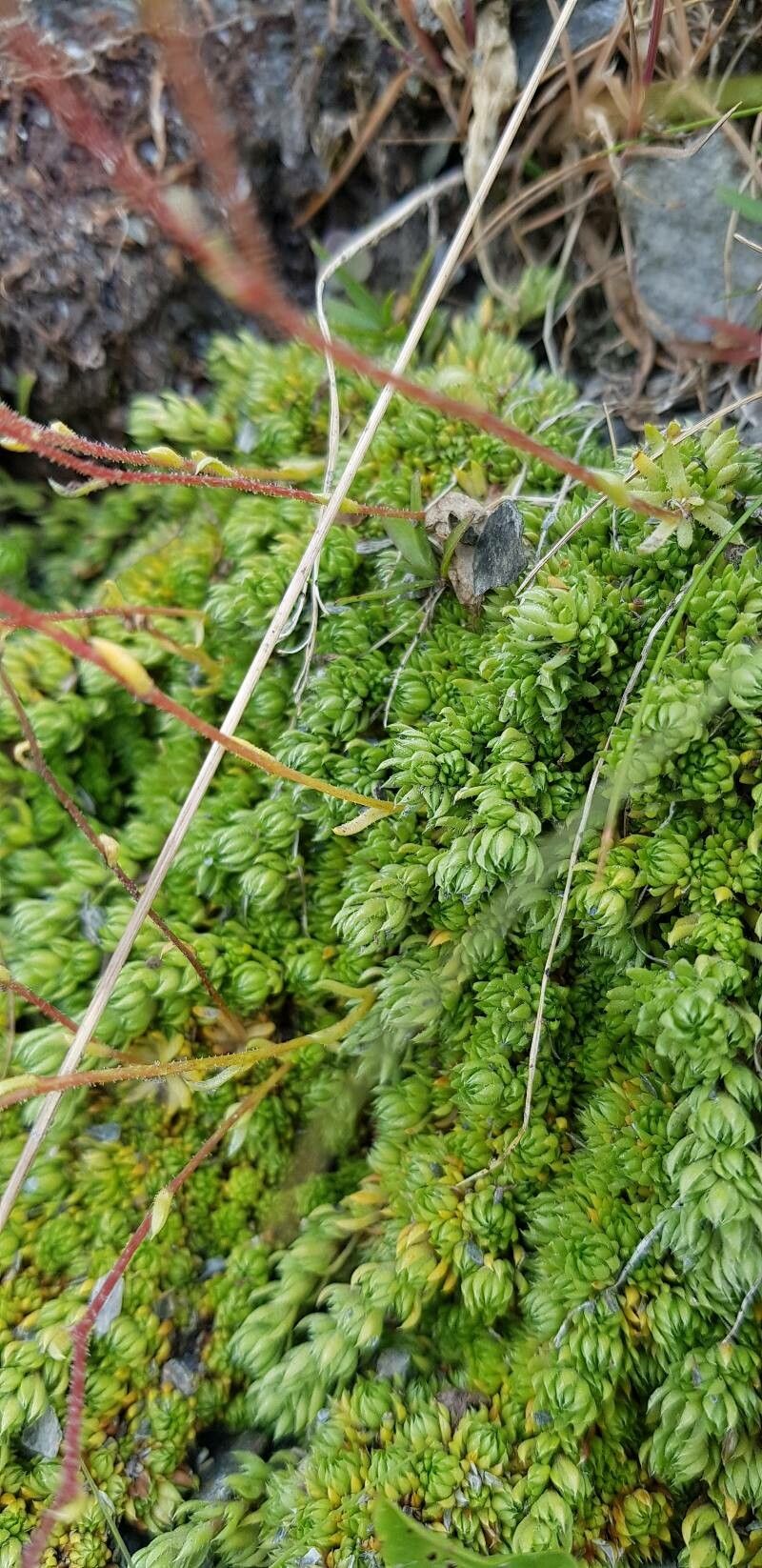 Saxifraga bryoides leaf