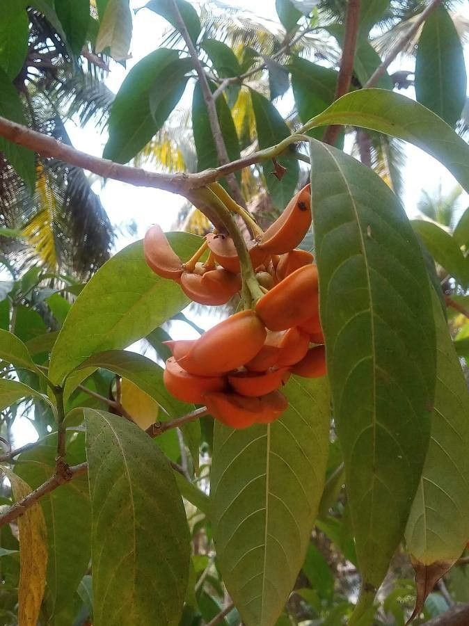 Tabernaemontana alternifolia fruit