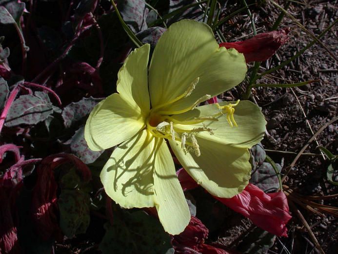 Oenothera xylocarpa — search result for 'Oenothera'