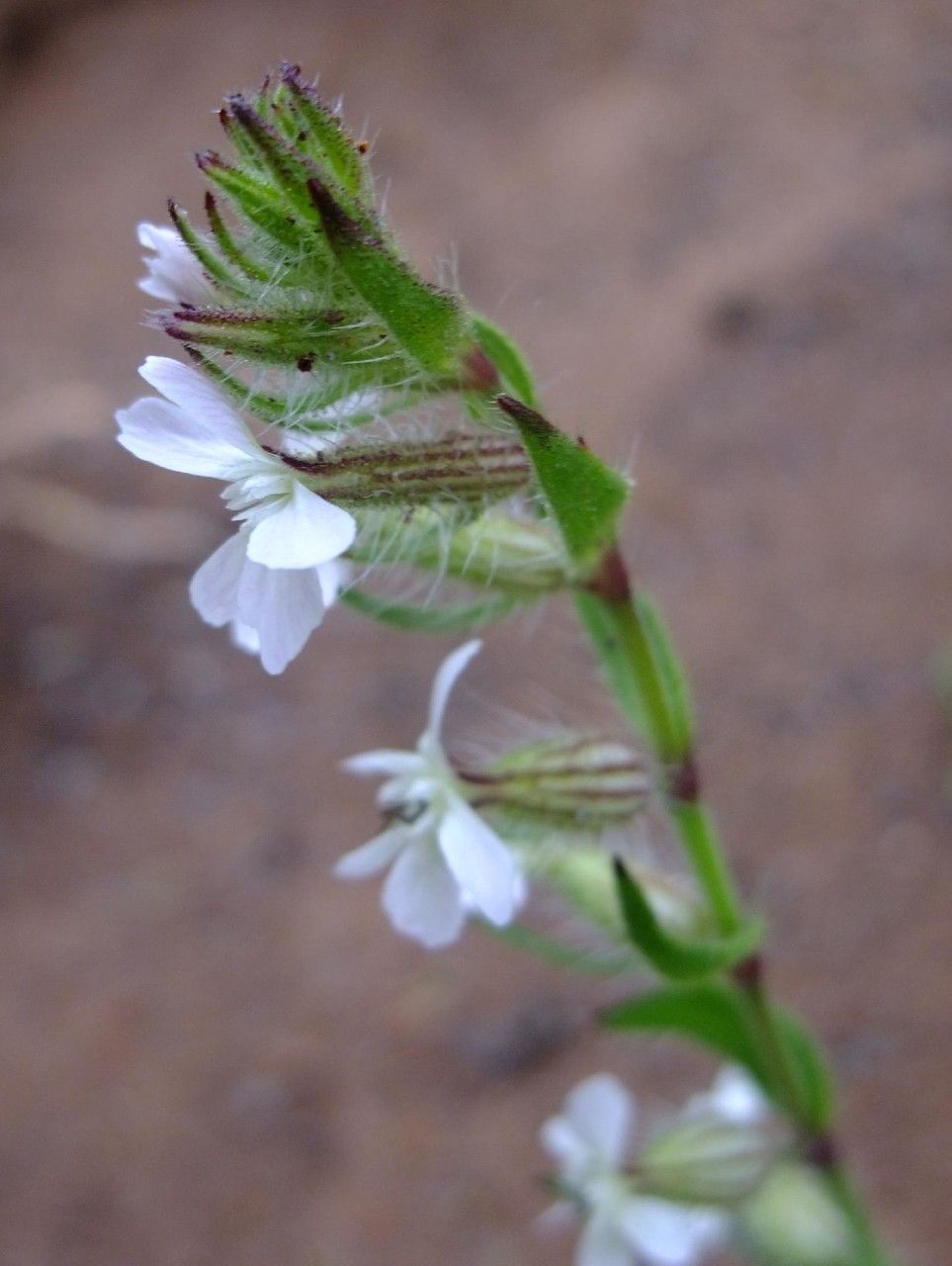 Silene lagunensis — houseplant care guide