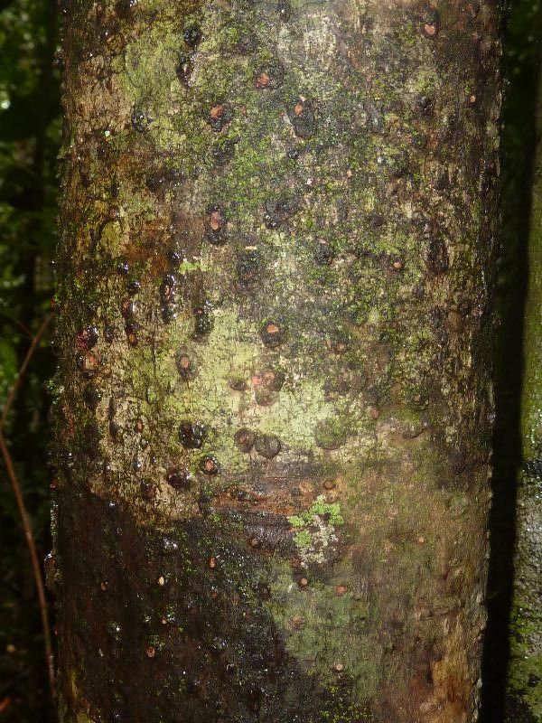 Clusia fockeana bark