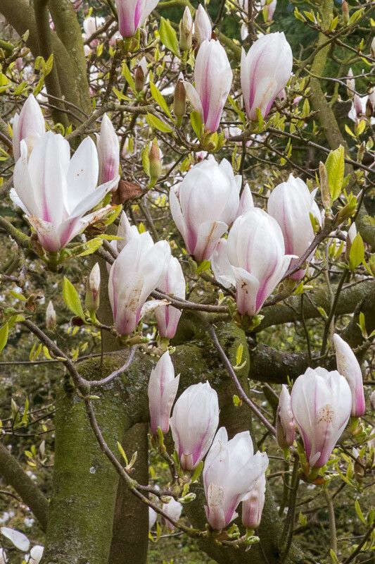 Magnolia × soulangeana flower