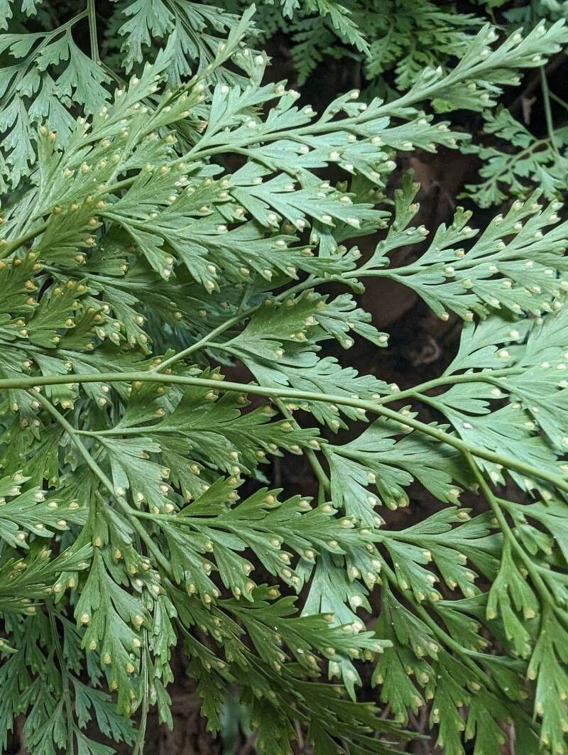 Davallia chaerophylloides fruit