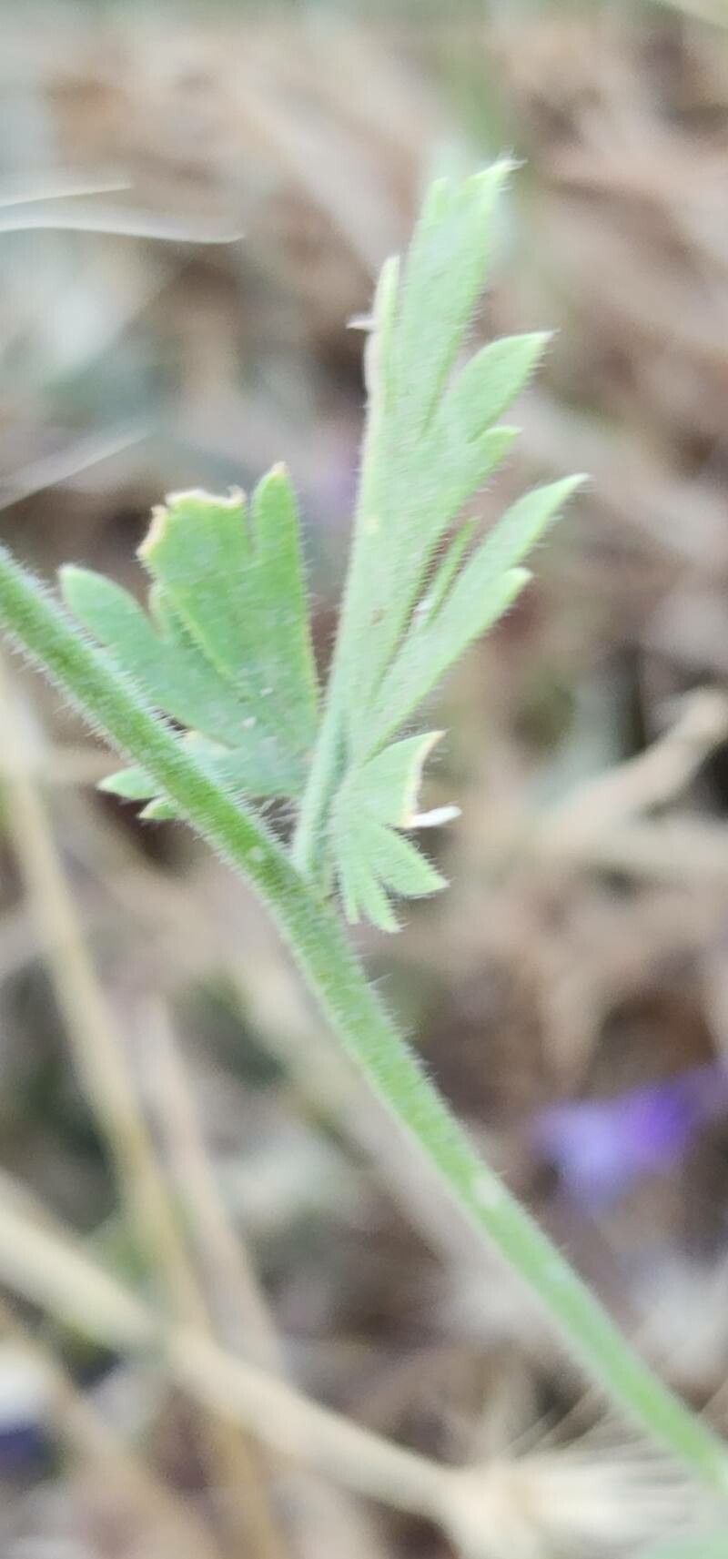 Delphinium oliverianum — search result for 'Delphinium'