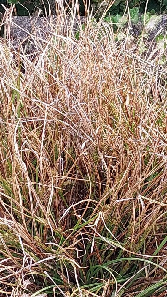 Carex hordeistichos — search result for 'Kazakhstan'