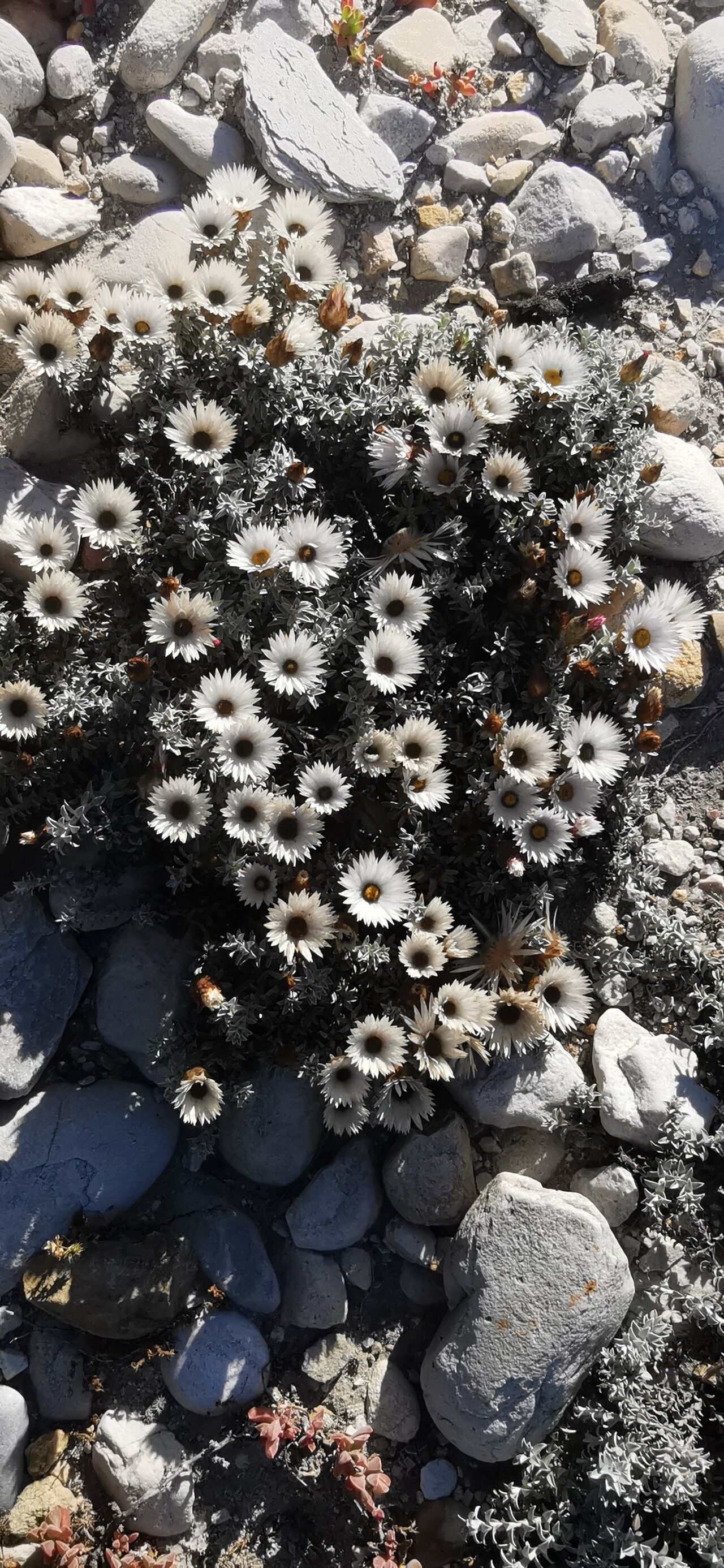 Helichrysum milfordiae habit