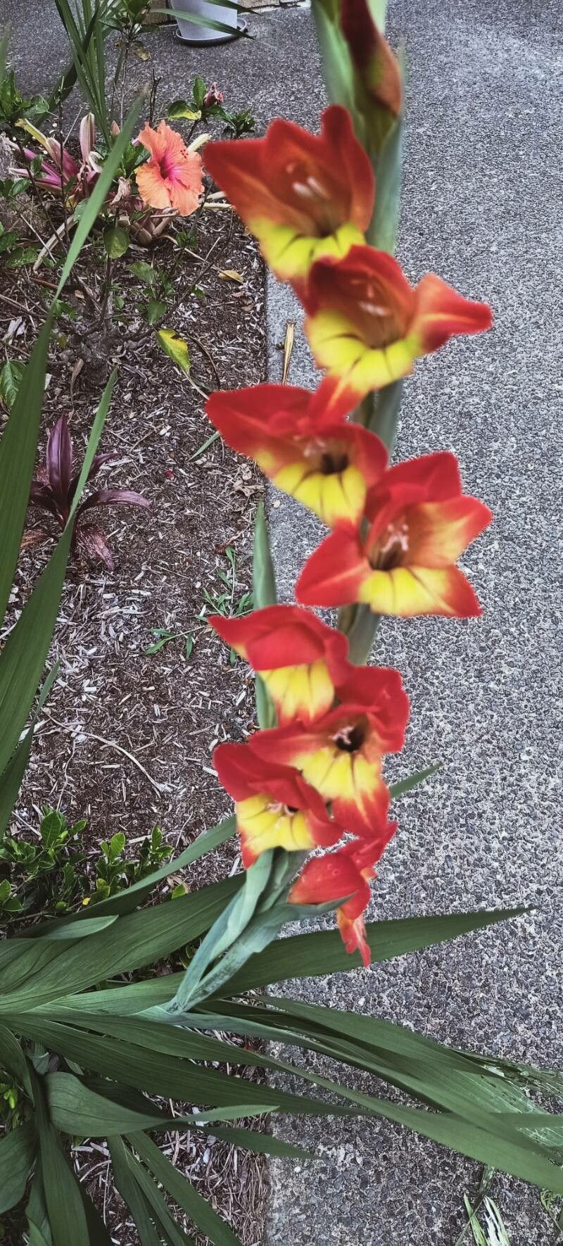 Gladiolus dalenii — search result for 'Iridaceae'