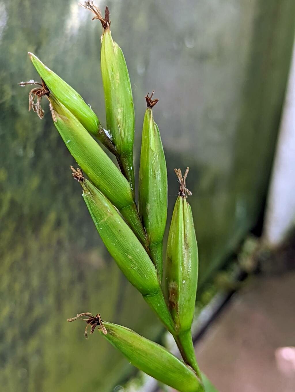 Vriesea neoglutinosa fruit