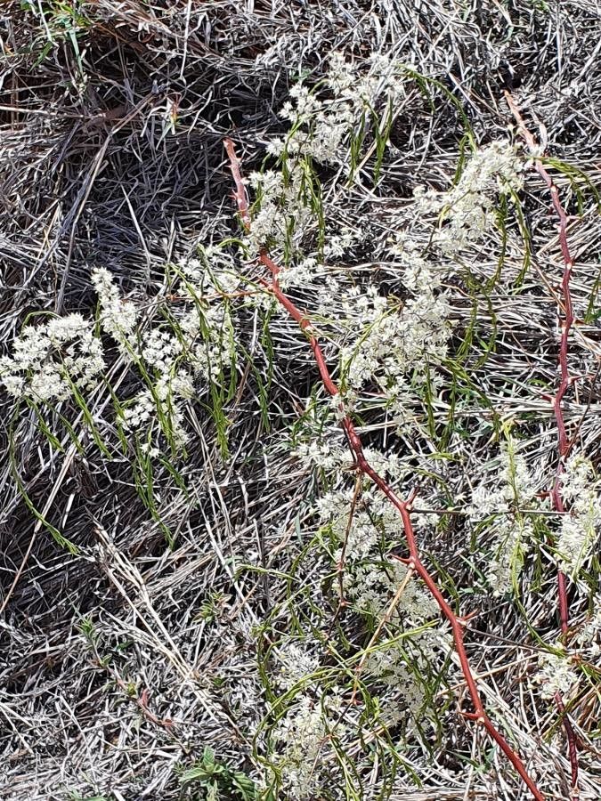 Asparagus racemosus flower