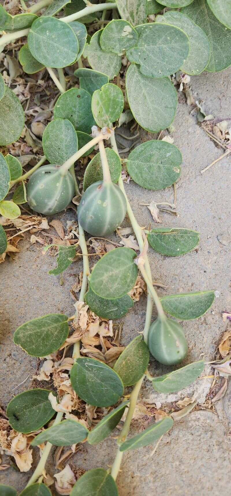 Capparis sicula fruit