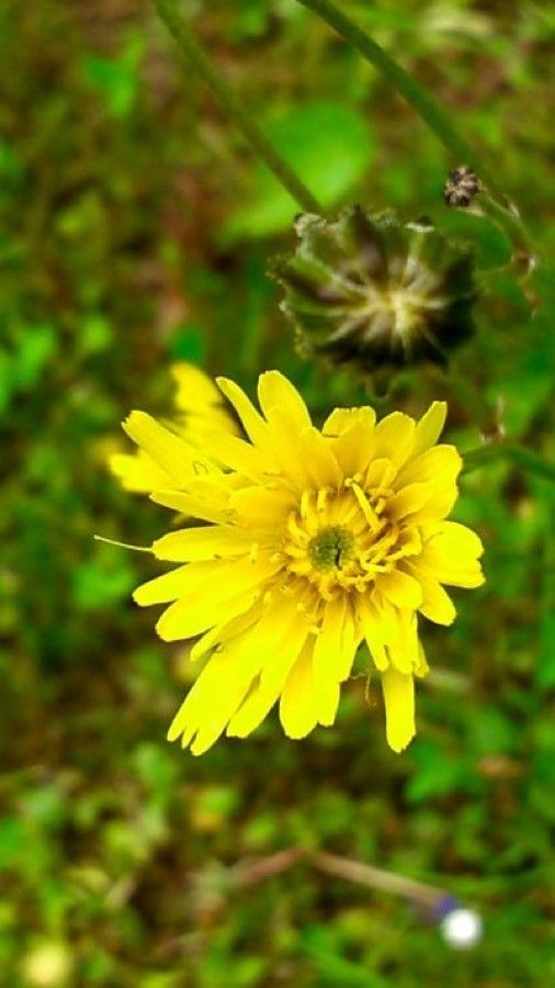 Crepis vesicaria flower