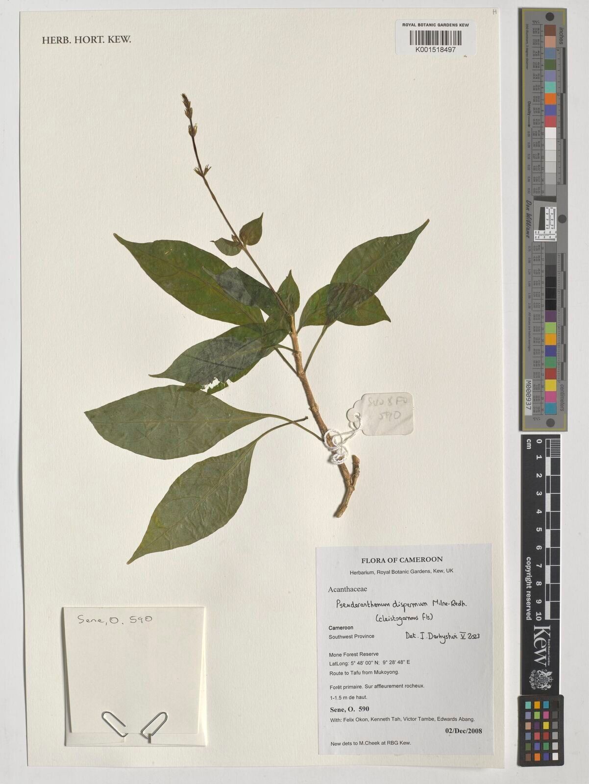 Pseuderanthemum dispermum — search result for 'Pseuderanthemum'