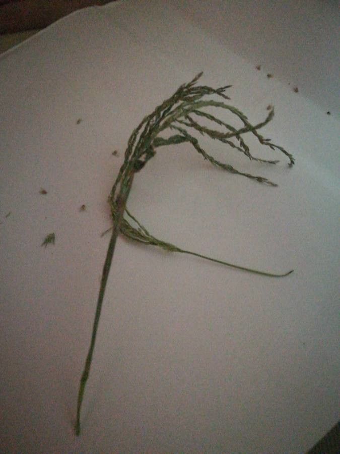 Digitaria setigera — houseplant care guide