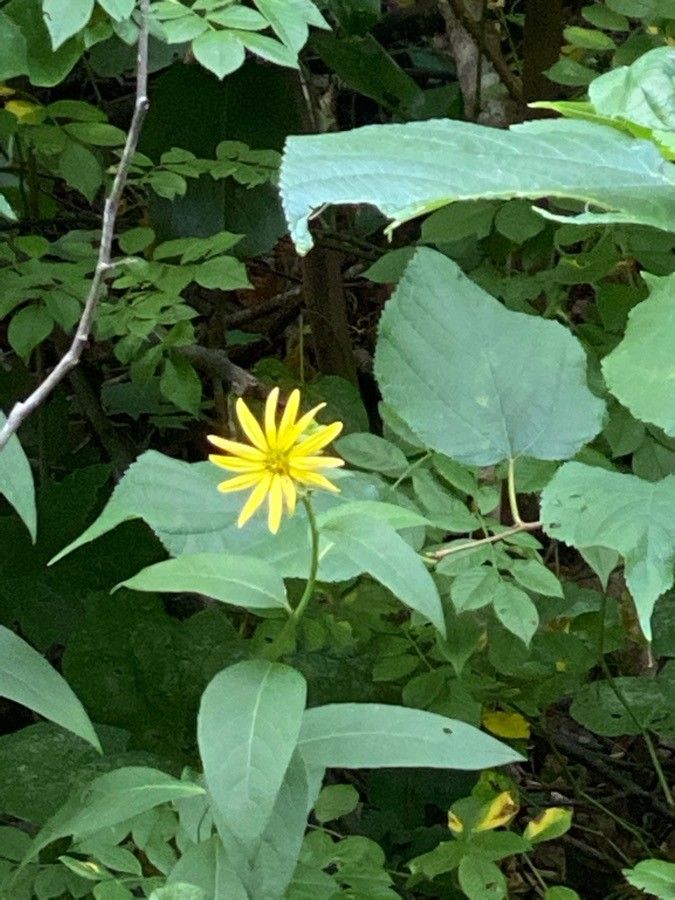 Arnica cordifolia leaf