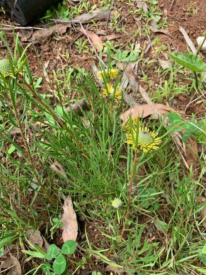 Isopogon anemonifolius habit