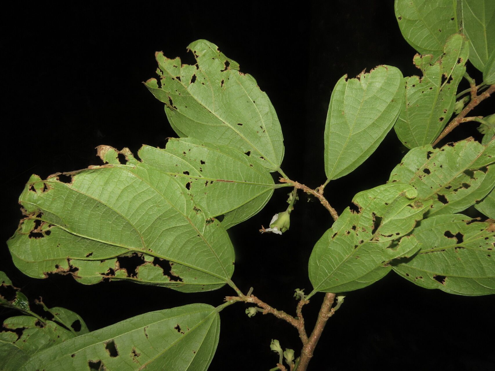 Matisia bracteolosa leaf