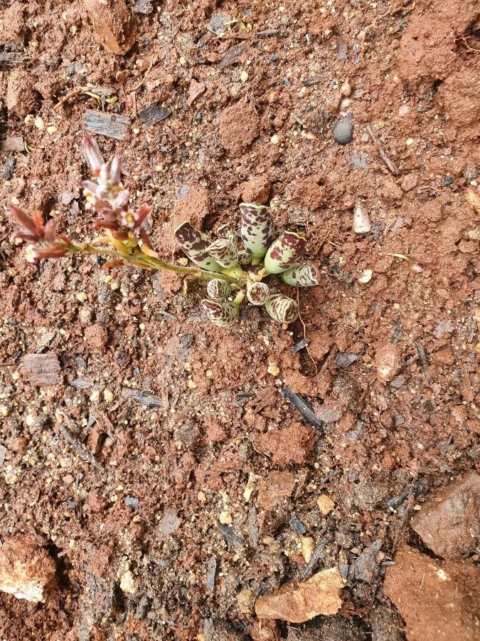 Adromischus cooperi flower