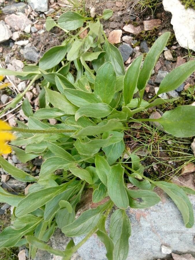 Doronicum clusii — search result for 'Doronicum'