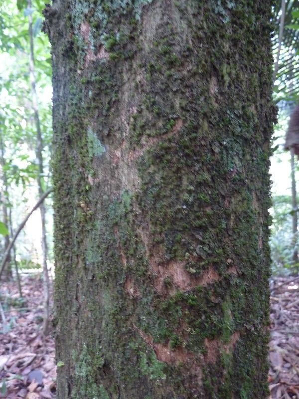 Chrysophyllum cuneifolium bark