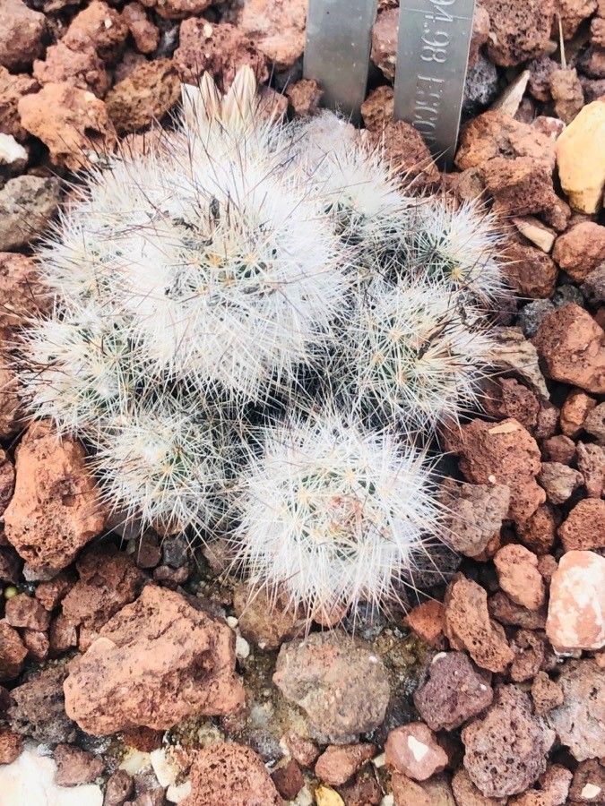 Escobaria lloydii — houseplant care guide