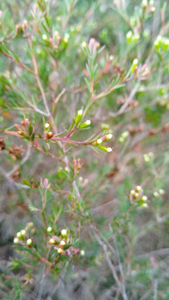 Homoranthus virgatus flower
