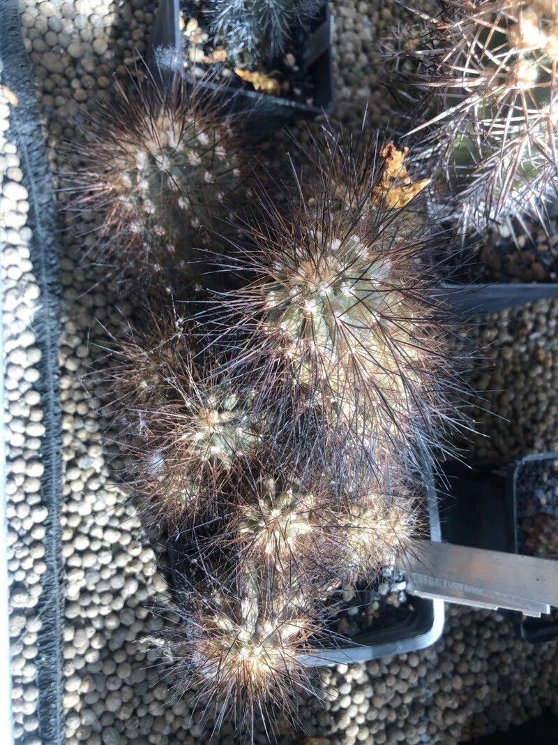 Copiapoa krainziana — houseplant care guide