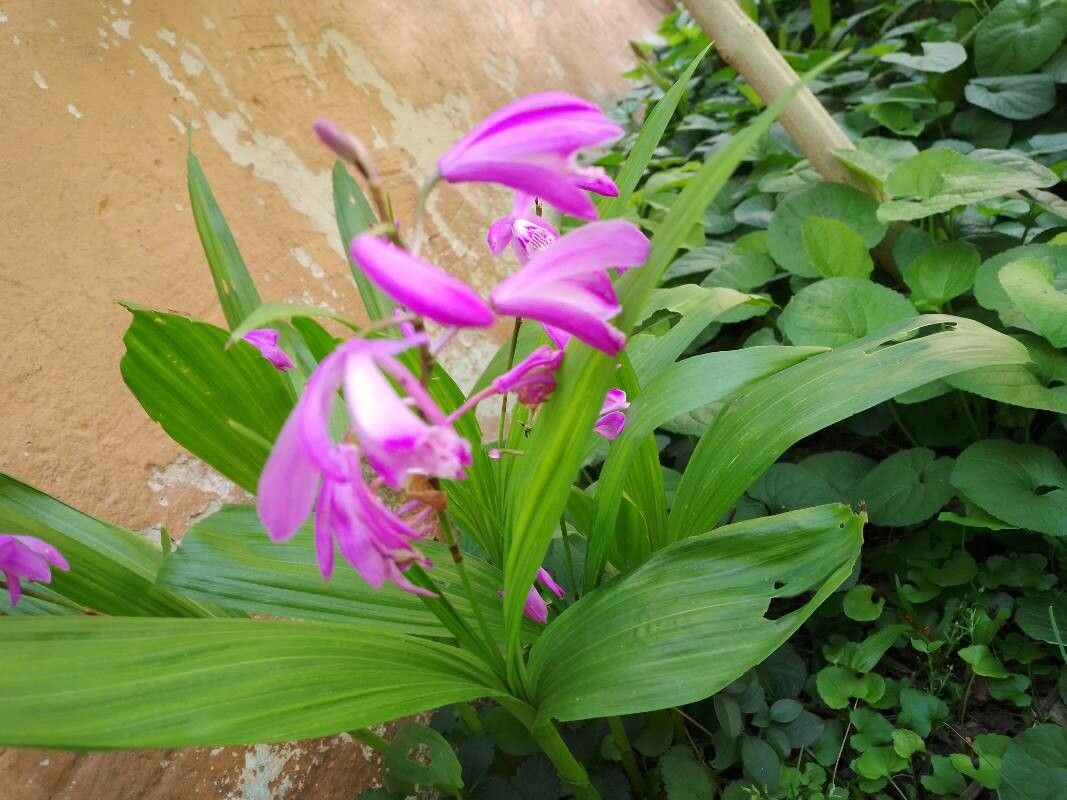 Bletilla striata flower