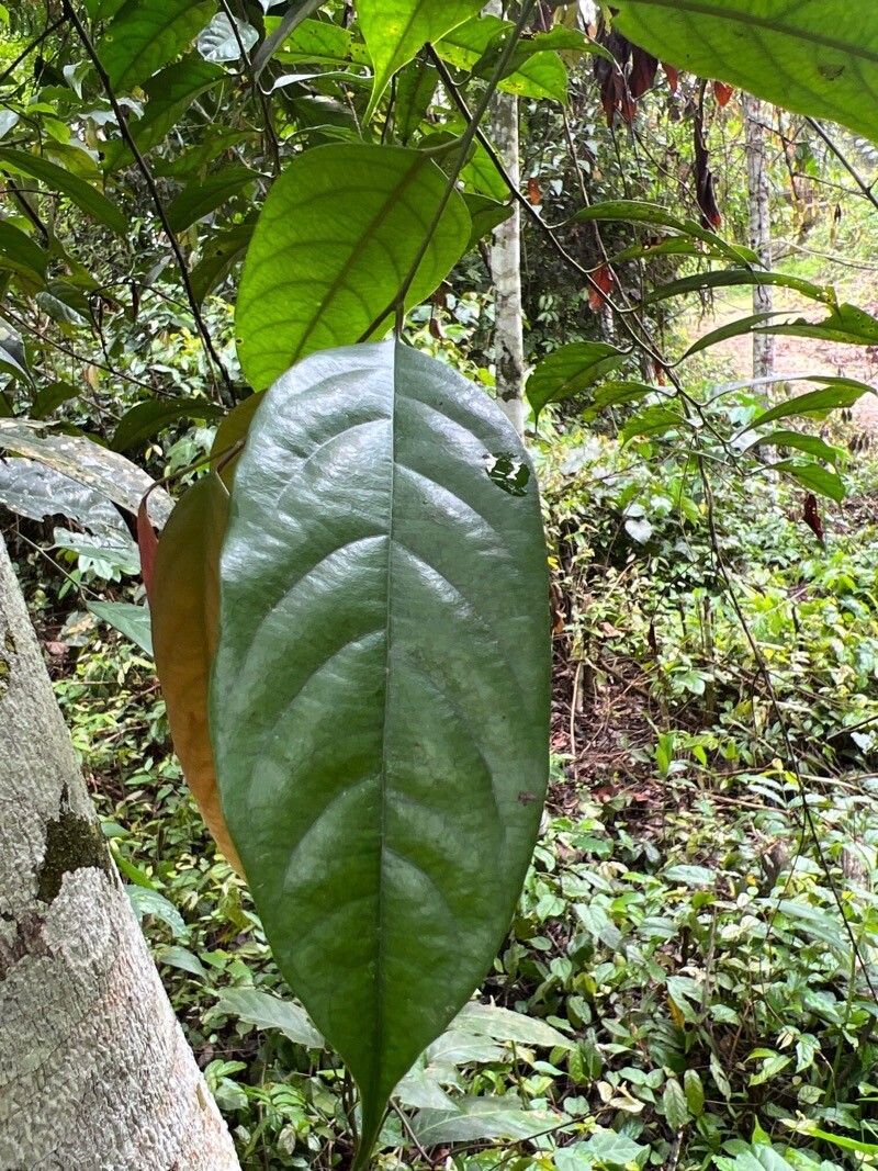 Diospyros crassiflora — search result for 'Cameroon'