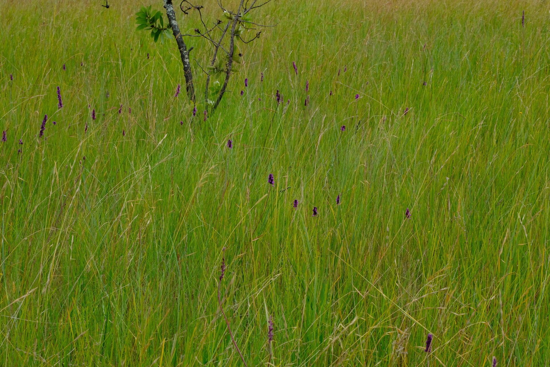 Coleus betonicifolius habit