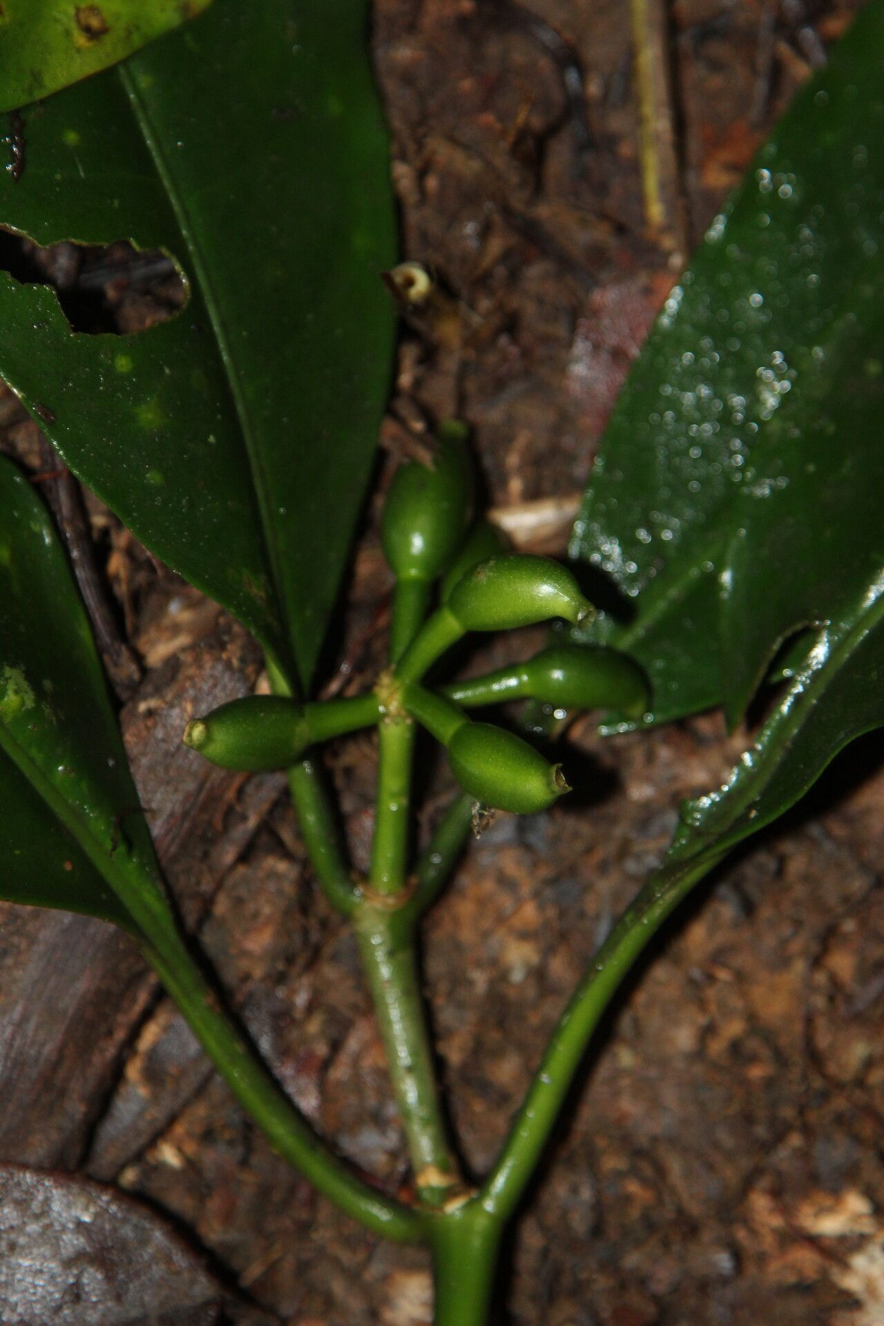 Psychotria sitae fruit