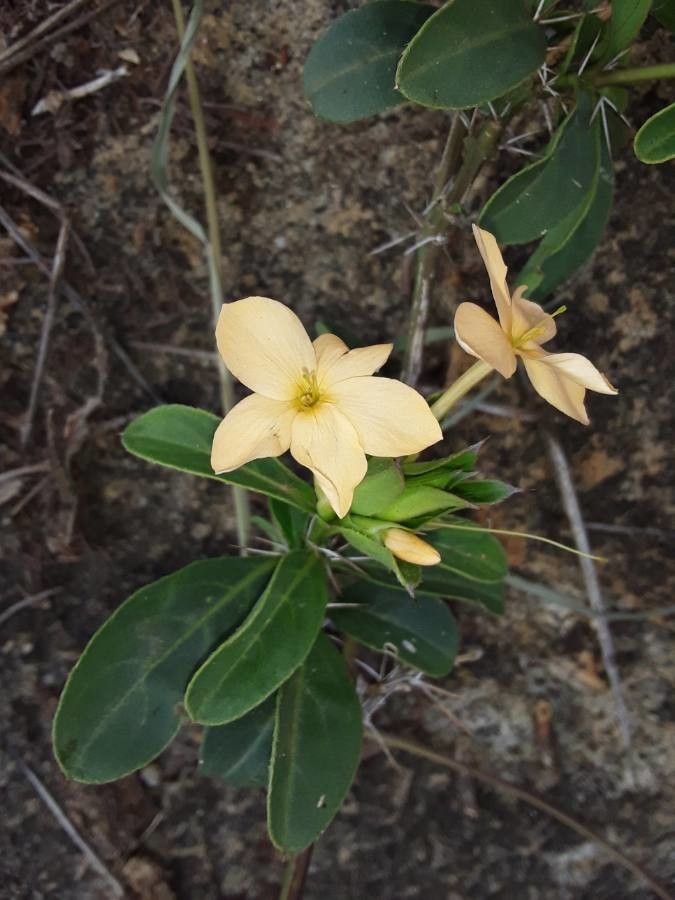 Barleria eranthemoides flower