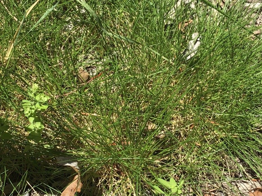 Festuca picoeuropeana — search result for 'Festuca'